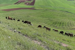 عکس‌های مرتع