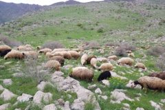 عکس‌های مرتع