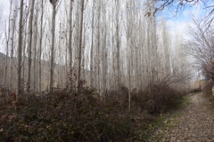 عکس‌های جنگل