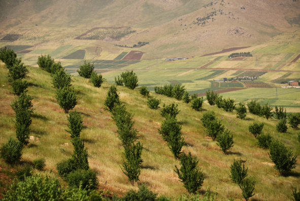 عکس‌های جنگل