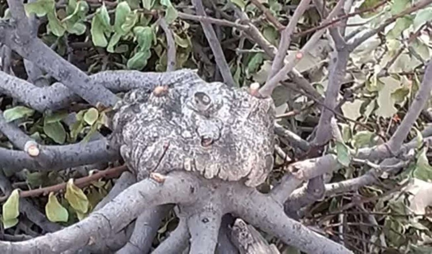 رئیس سازمان جنگل‌ها: اجرای ۱۴ اقدام محوری در سال ۱۴۰۰ الویت‌گذاری شد