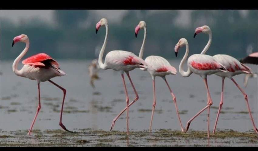 مدیرکل منابع‌طبیعی و آبخیزداری استان سمنان : سرعت بخشیدن به اقدامات منابع طبیعی با محوریت جهش تولید‎ در سال ۱۴۰۰ ‎ادامه دارد