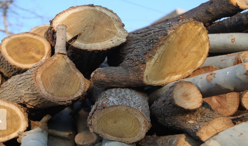  ۲۷ متخلف در حوزه منابع طبیعی استان خوزستان دستگیر شدند