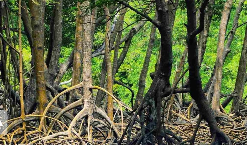 ایجاد ۵۱ هزار هکتار جنگل دست کاشت در هرمزگان