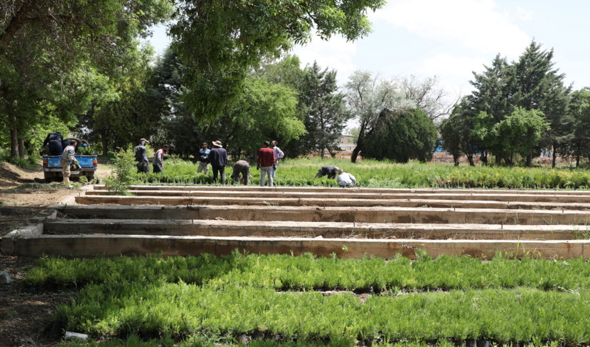 گزارش تصویری/نهالستان کوشکن؛ رو به توسعه و پیشتاز در تولید نهال برای طرح کاشت یه میلیارد درخت