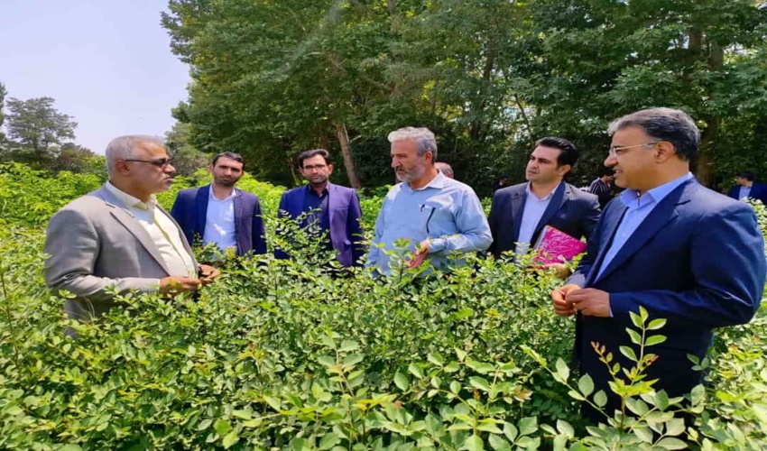 رئیس سازمان منابع طبیعی کشور: ۲۴۸ میلیون و ۶۰۰ هزار نهال در کشور تولید شد